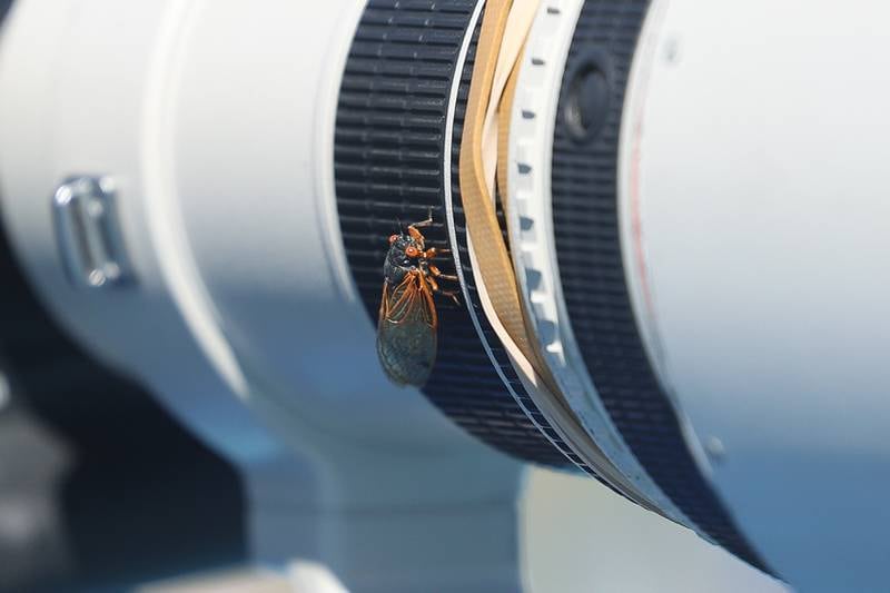 A cicada sits on a photographer’s lens during the IHSA State Championship on Saturday, May 25, 2024 in Charleston.