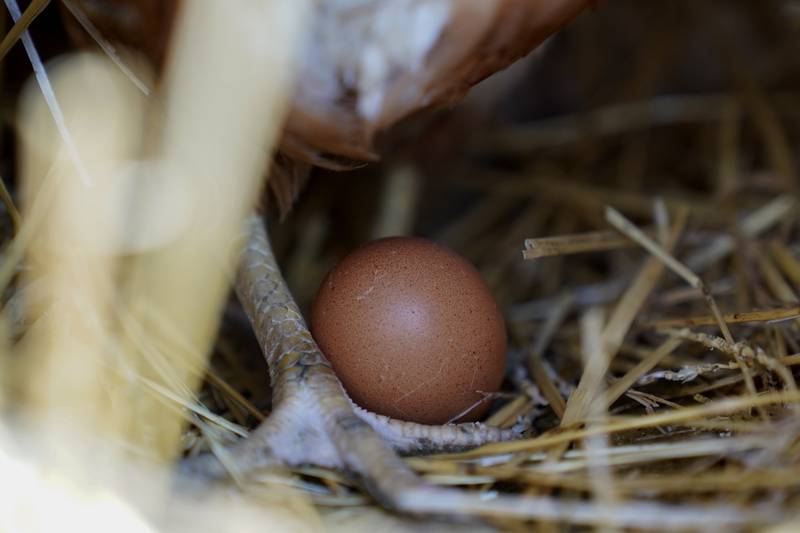 FILE - A hen stands next to an egg, Jan. 10, 2023, at a farm in Glenview, Ill. More than 1.3 million chickens are being slaughtered on an Ohio egg farm as the bird flu continues to take a toll on the industry. The outbreak that began in early 2022 has been much less severe this year as fewer cases of the virus are being found among the wild birds that spread it.