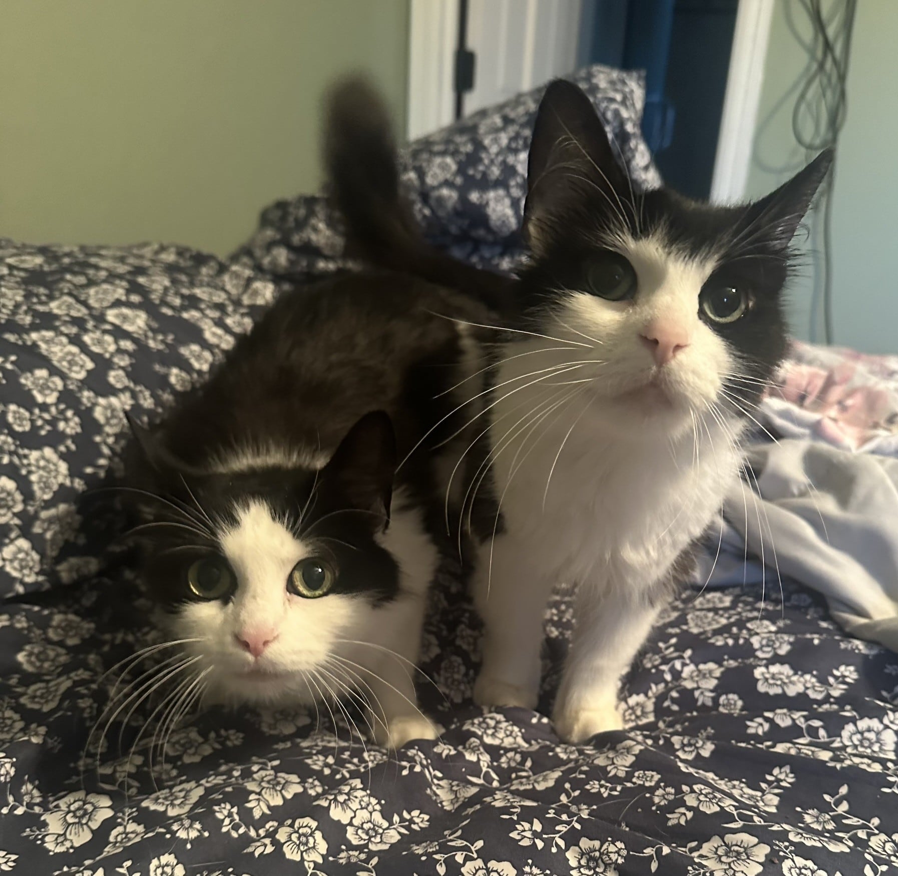 Jennipur and Jessicat are long-haired, very vocal, 6-year-old cats that are bonded and need a forever home together. They lost the only home they ever had after their owner died, so they are very attached to each other. They get along with other cats in their foster home but need a home without dogs. To meet Jennipur and Jessicat, email Catadoptions@nawsus.org. Visit nawsus.org.