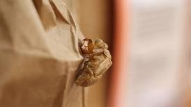 Lombard brewpub adds dash of cicada to Malort for unique experience