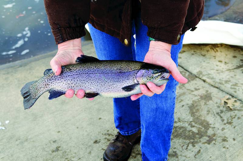Illinois spring trout fishing season opens April 2 Shaw Local