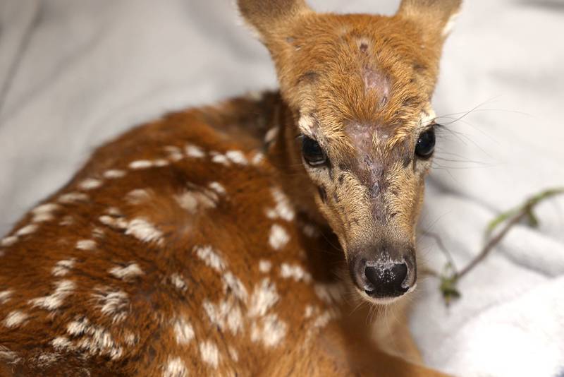 A white-tailed deer fawn recovers Tuesday, June 18, 2024, at Oaken Acres Wildlife Center in Sycamore. The facility is celebrating its 40th anniversary this year.