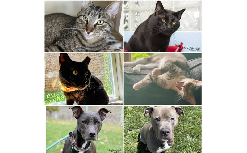 The Herald-News presents this week’s Pets of the Week. Read the description of each pet to find out about it, including where it can be adopted in Will County.