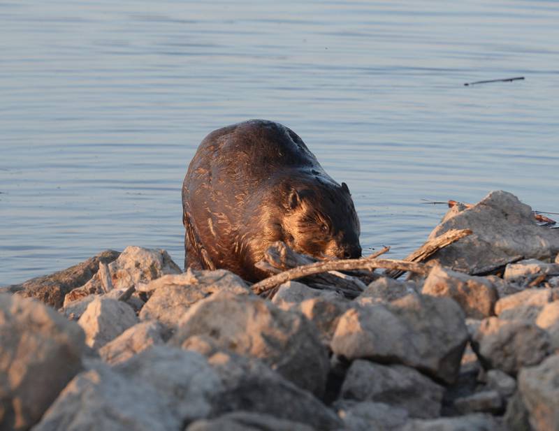 A large beaver works on a branch alongside the access road at Lock & Dam 13 on Thursday as Mississippi River water levels continued to rise with a crest expected over the weekend.