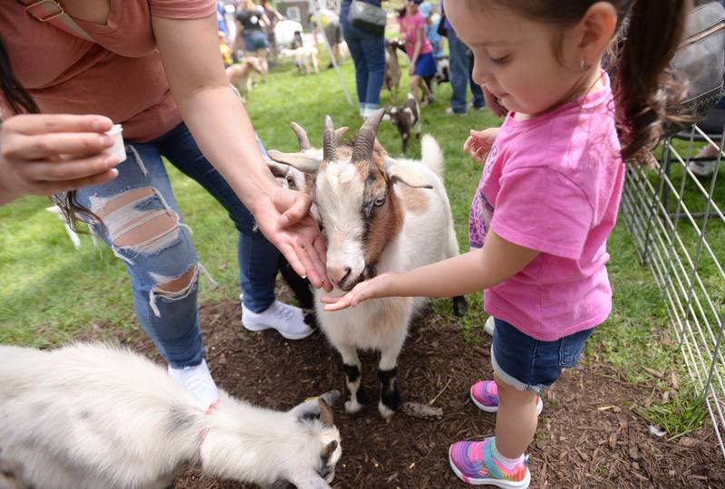 Children including Kehlani Favela of Downers Grove feeds animals including goats during the Founders Day Country in the Park event held at the Downers Grove Historical Museum as part of the Founders Day celebration Saturday May 4, 2024.