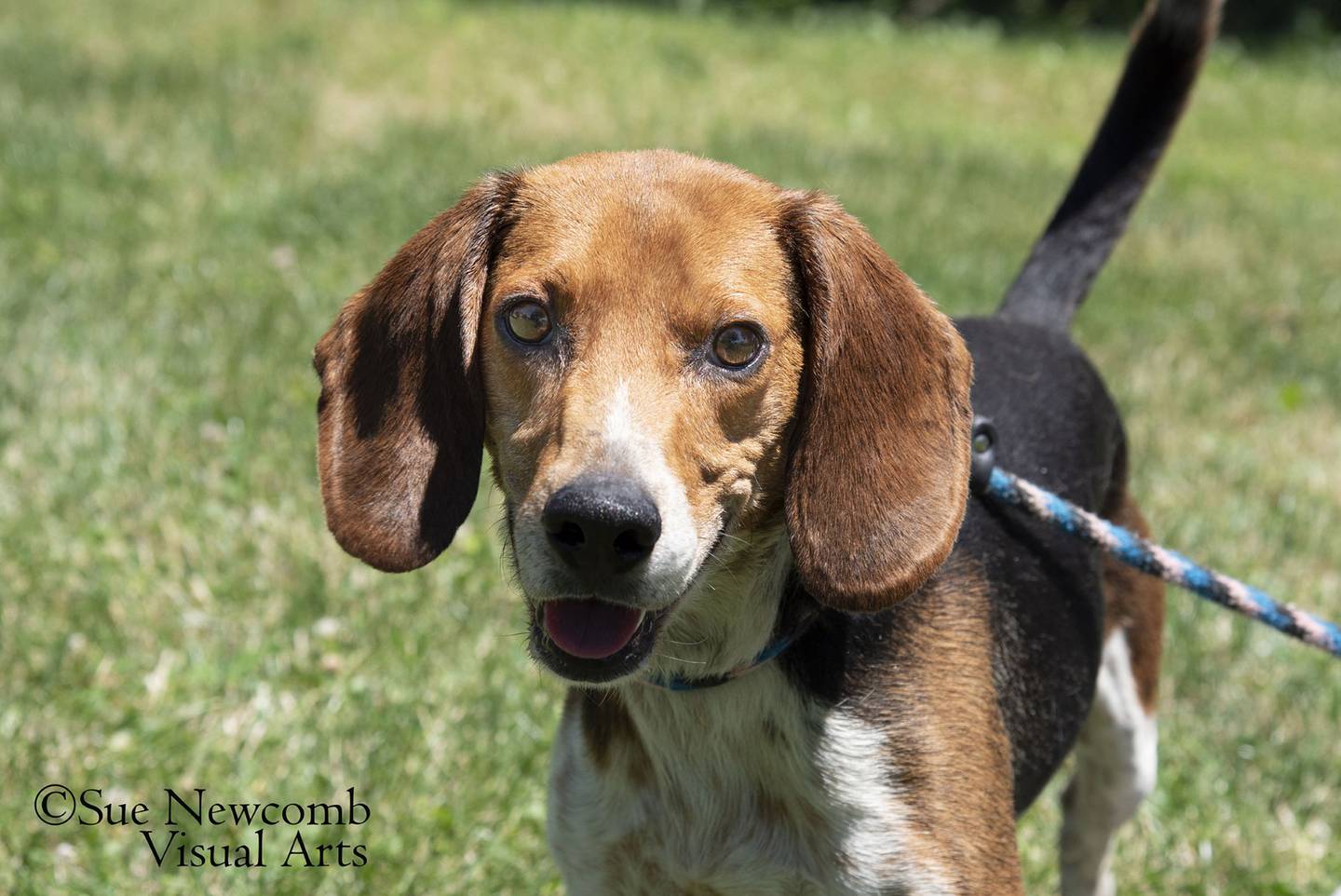 Barney is a beagle who came to the shelter from Southern Indiana. He is sweet and silly with typical and lovable beagle quirkiness. Contact the Will County Humane Society at willcountyhumane.com and follow the instructions for the adoption process.