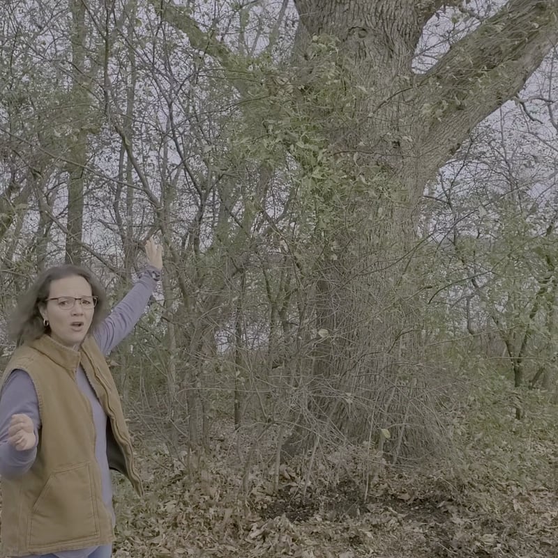 Ancient Oaks Foundation's Volunteer Coordinator Alicia Timm demonstrates a Buckthorn infestation in her backyard.