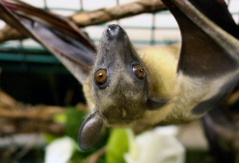 Daniel is quick to point out that it's illegal in Illinois to keep bats and skunks as pets. The Petersons are insured as well as licensed by the USDA as Class C Exhibitors, he said, the same reason why they are able to own skunks.