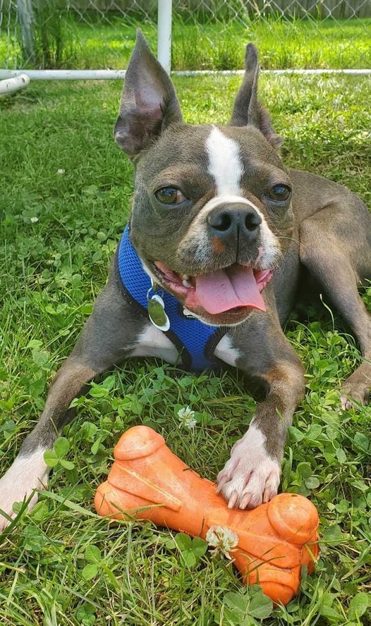 Bane is Save-A-Pet's pet of the week for Aug. 1, 2024.