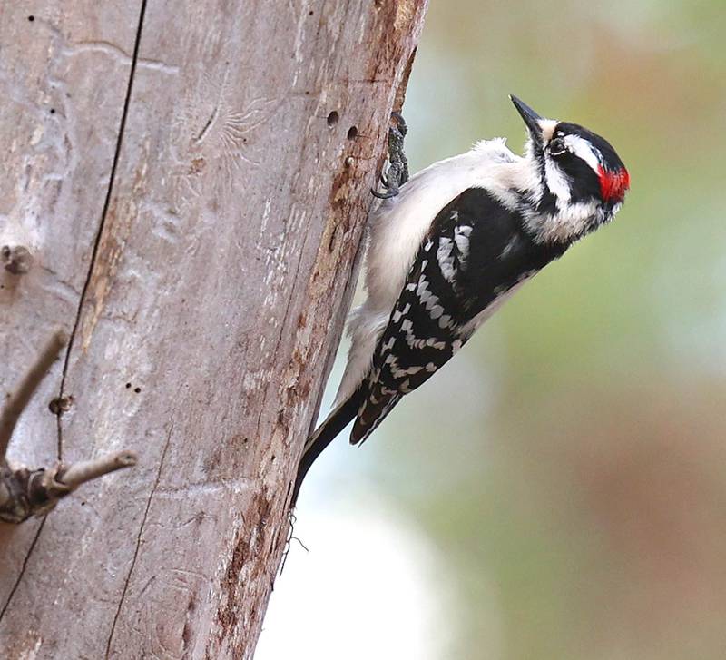 A male downy woodpecker works on an ash tree Friday, April 21, 2023, in County Farm Woods in DeKalb.