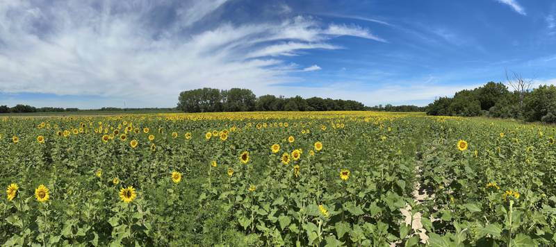 A panoramic view of the sunflower field is in full bloom on Monday, July 1, 2024  at Matthiessen State Park. This year the field is located on the north side of the model airplane field. Park staff asks visitors to be respectful of the flowers and to not remove them. Removing flowers is subject to a $195 fine.