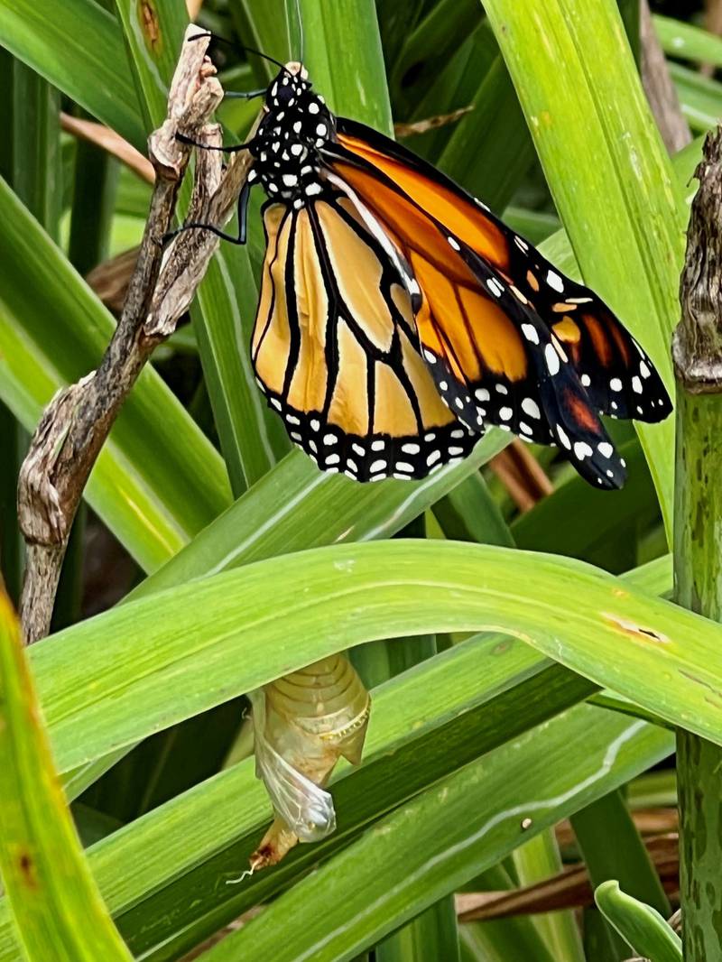 A monarch dries its wings after it emerges from its chrysalis at a home garden in Yorkville.