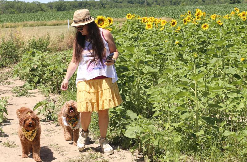 Karmen Riggs of Boomington, walks her dogs Dembe and Effie along the sunflowers on Monday, July 1, 2024 at Matthiessen State Park.