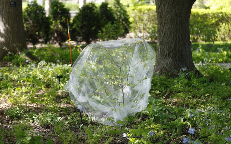 A young tree covered in tulle Tuesday, April 30, 2024 at the The Morton Arboretum in Lisle to prevent the emerging cicadas from causing damage. Hundreds of young and vulnerable trees will be covered in fine-mesh netting at The Morton Arboretum over several days to protect them from the imminent cicada emergence.