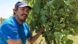 Wine will continue to flow despite dry conditions