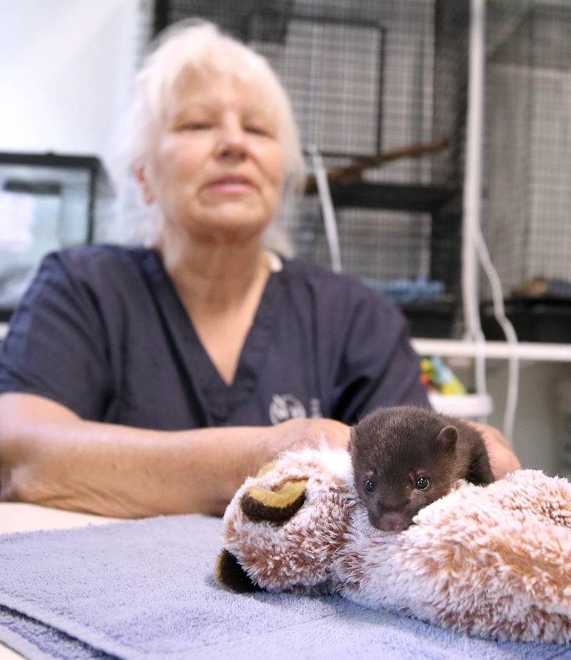 Oaken Acres Wildlife Center Founder and President Kathy Stelford works with a mink kit Tuesday, June 18, 2024, at the facility in Sycamore. Oaken Acres is celebrating its 40th anniversary this year.