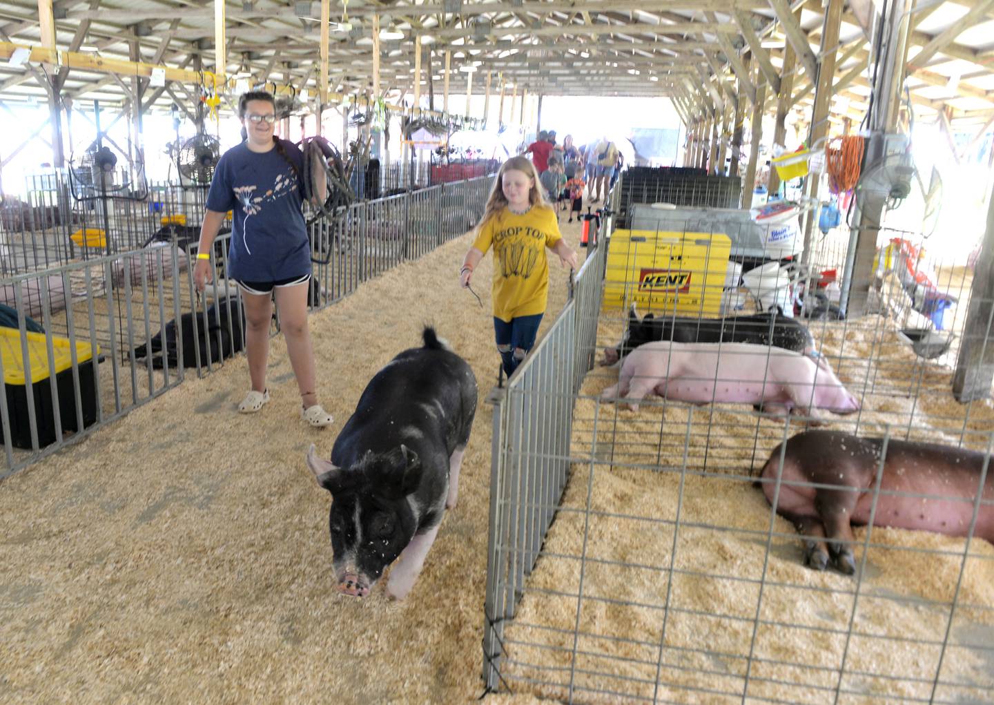 Addy Miller, 13, of Byron, watches as her cousin, Caylen Kirchner, 10, of Leaf River, directs Jazzy a 275-pound Berkshire gilt, to a washing station at the Ogle County 4-H Fair on Friday, Aug. 4. 2023.