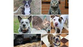 Pets of the Week: April 29, 2024