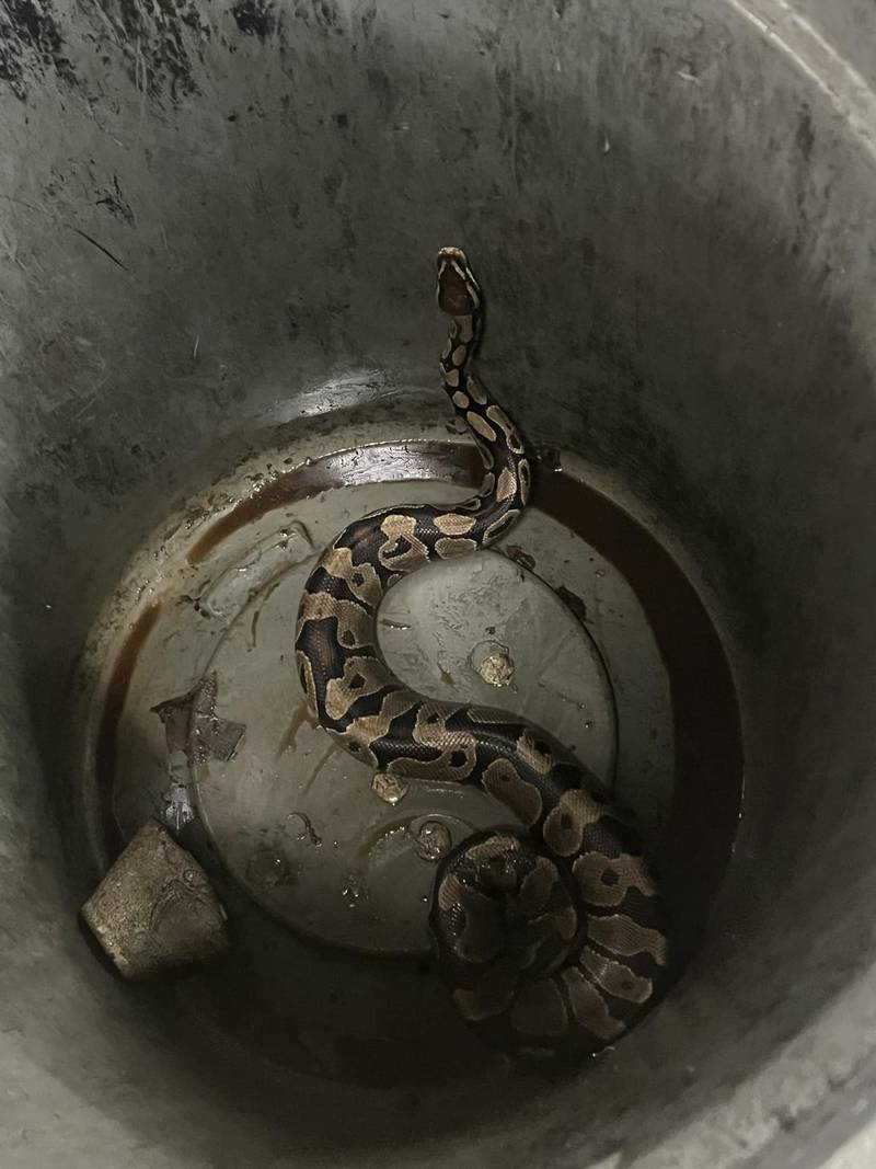 Snake was kept at the Ottawa Police Department overnight in a garbage can.