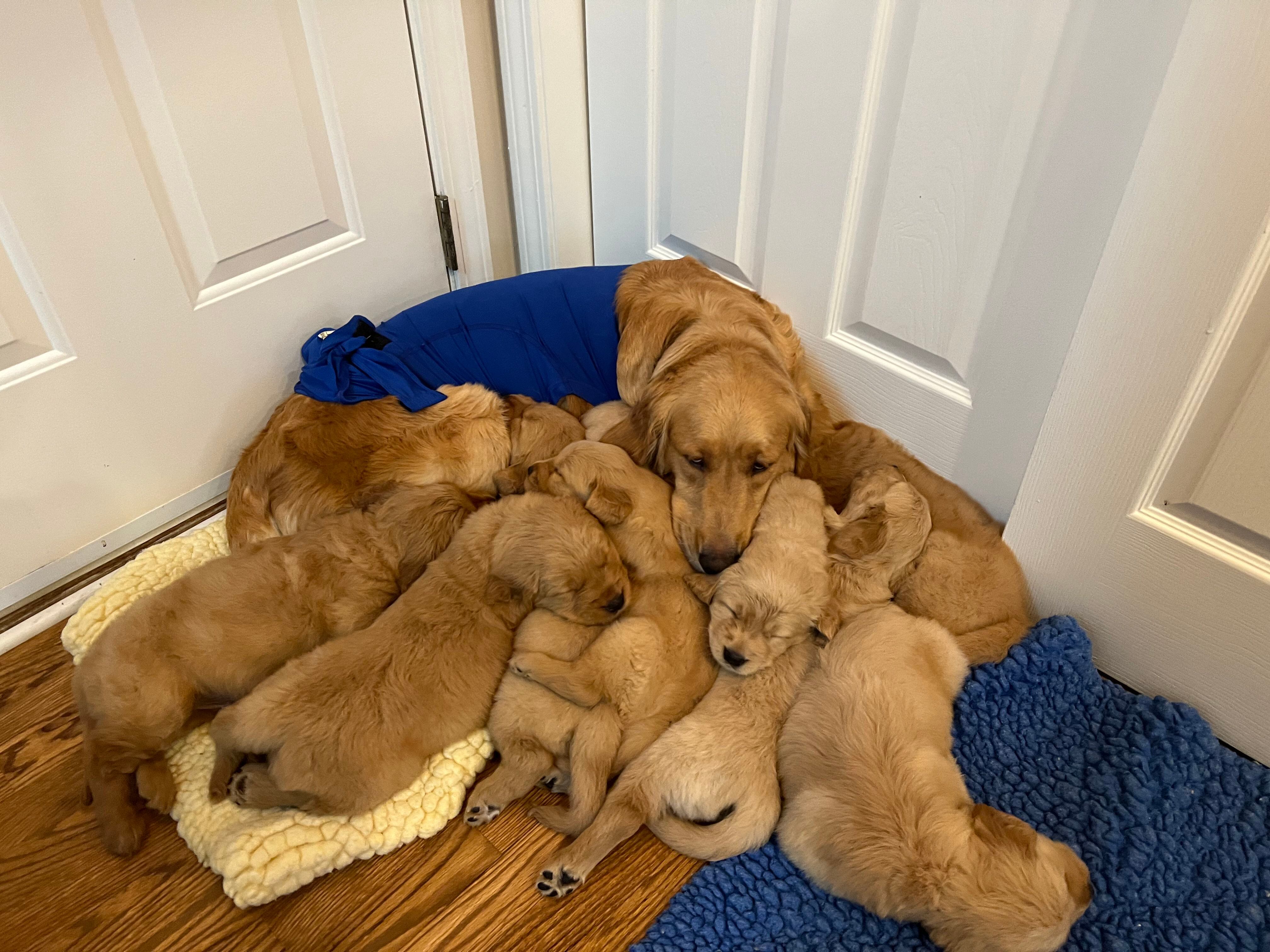 Clark County Humane Society finds forever homes for new Golden Retriever  puppies