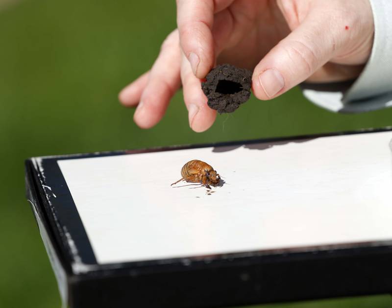 Cicadas emerge every year somewhere in the eastern United States, at either 13-year or 17-year intervals. This year is remarkable because two broods are emerging simultaneously for the first time in 221 years.