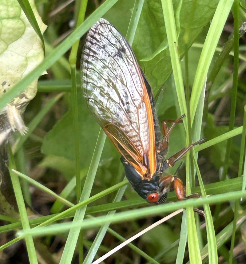 A periodical cicada dines on clover and grass at Big Bend Fish and Wildlife Area between Prophetstown and Erie on Friday, June 7, 2024.