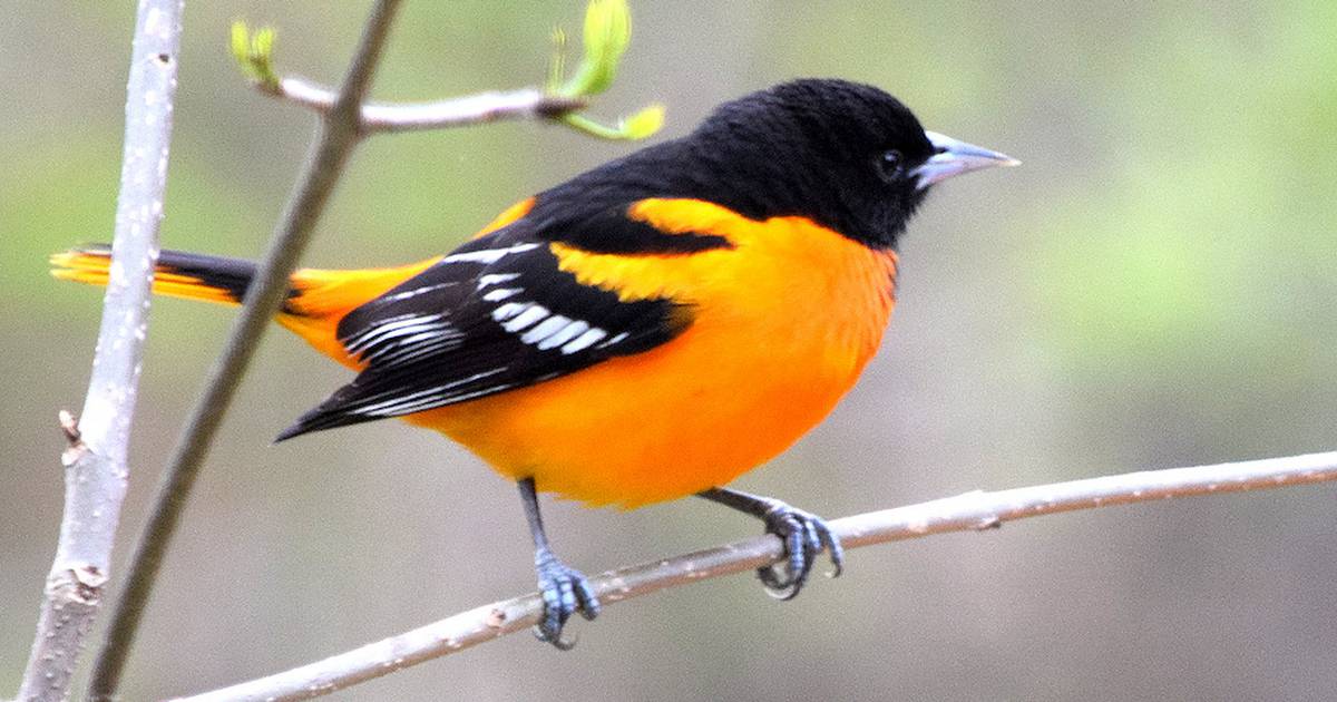 Baltimore Oriole Sounds, All About Birds, Cornell Lab of Ornithology