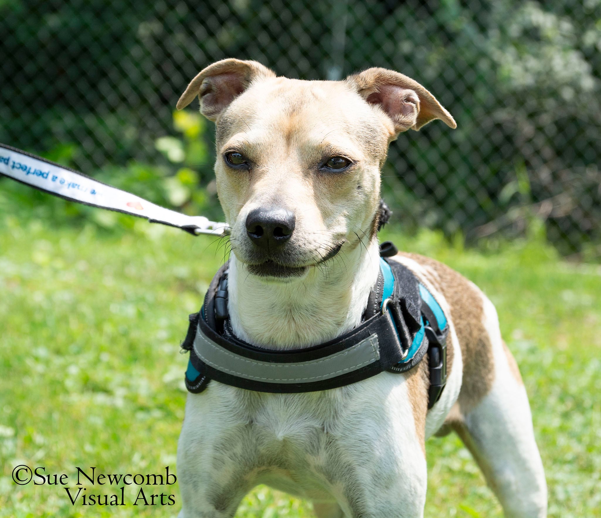 Link is a terrier mix who is approximately 3 years old. He was found as a stray and never reclaimed. Link is an active dog who loves walks and enjoys attention and treats. Contact the Will County Humane Society at willcountyhumane.com and follow the instructions for the adoption process.