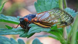 Cicadas, bike trail rides, fishing and more at Will County forest preserves in May