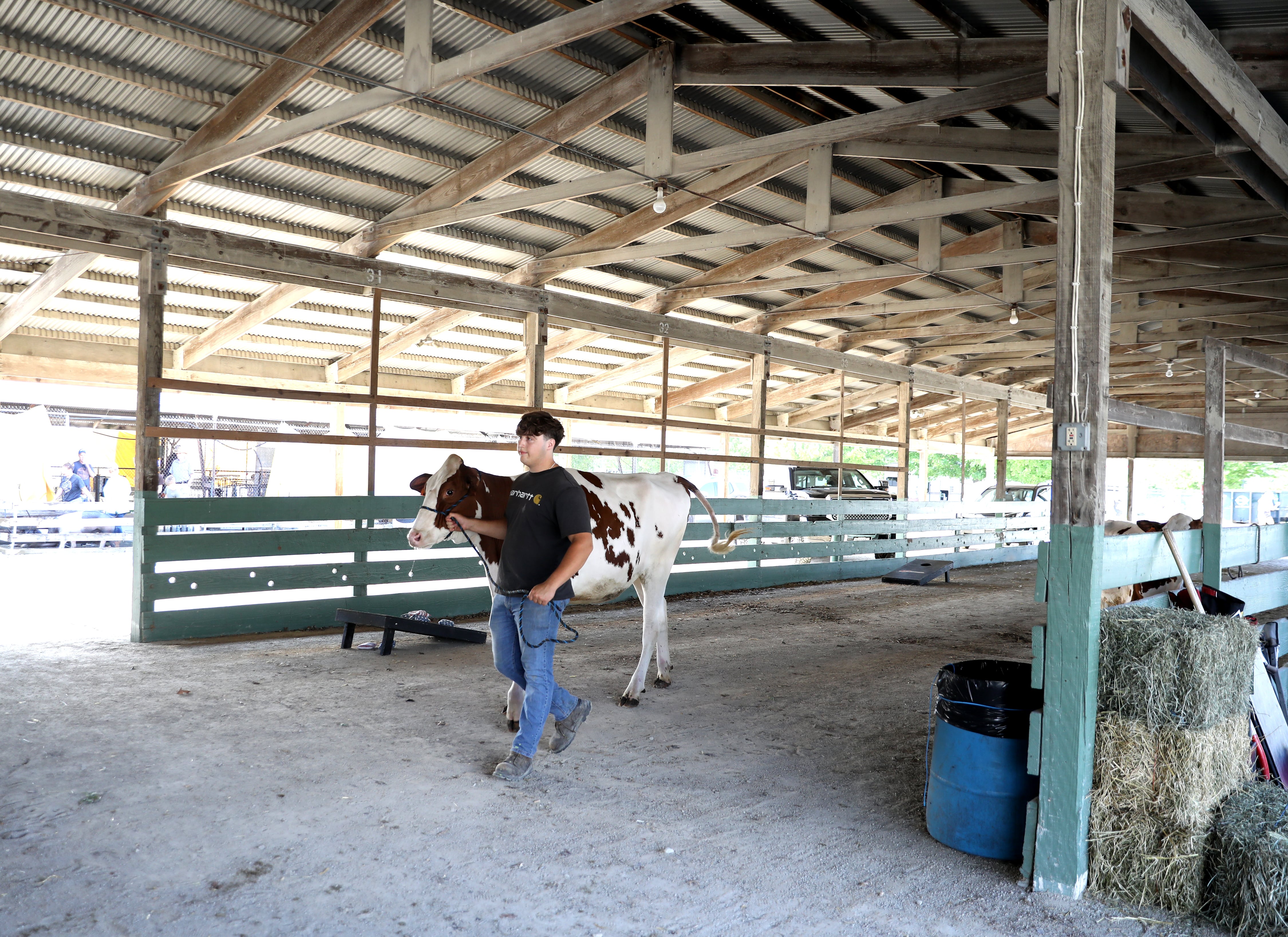 J.T. Dorn, 18, of St. Charles, a member of Burlington Ag 4-H club, walks one of his dairy cows in the barn during opening day of the 155th Kane County Fair opened in St. Charles on Wednesday, July 17, 2024. The fair runs through Sunday, July 21, 2024.