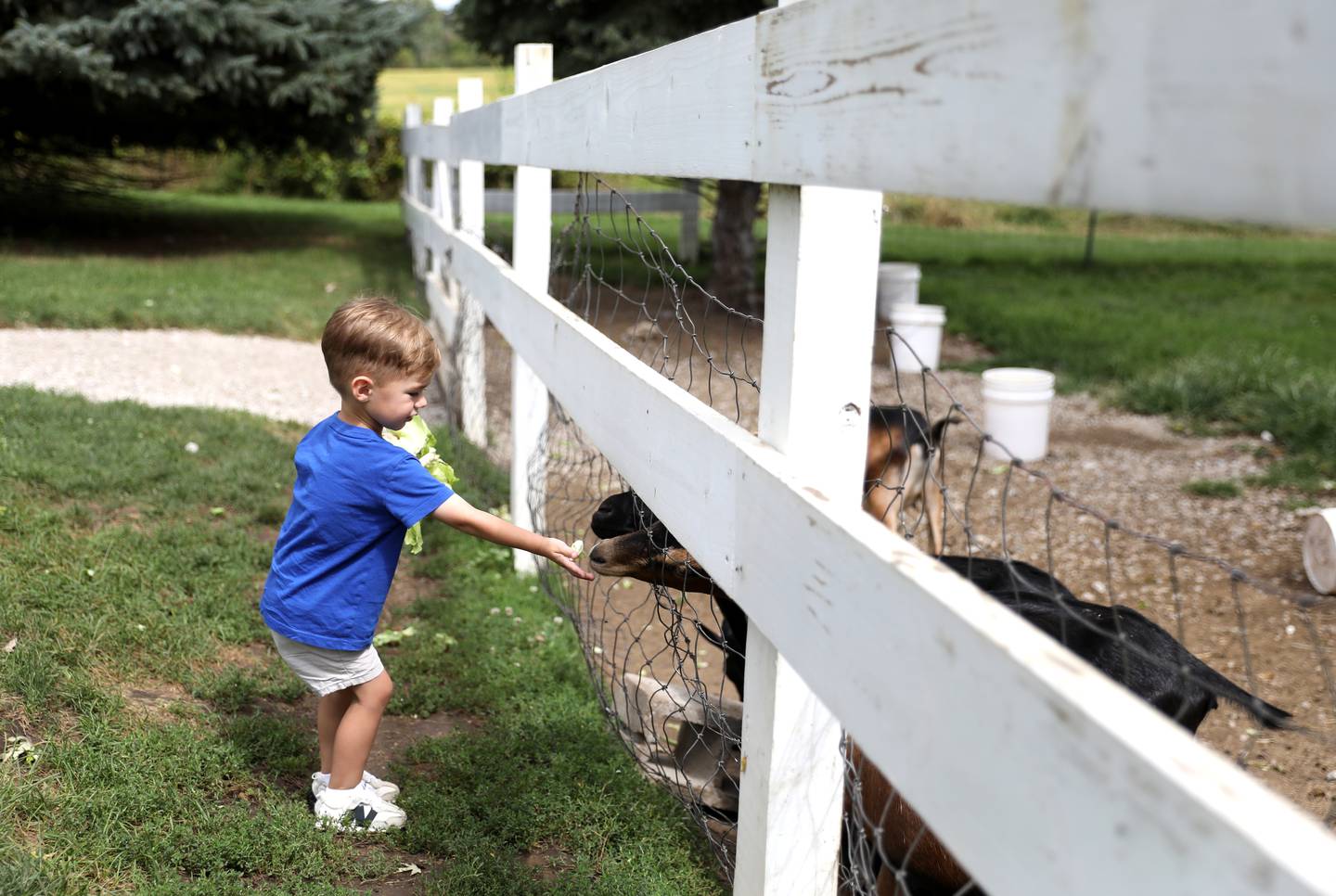 Quinn Bernard, 3, feeds a goat on Wednesday, Aug. 28, 2024 at Rustic Road Farm in La Fox. Atlanta developer Pulte Homes has submitted a concept plan application to the city for Charles Farm, a 970 acre housing development consisting of a 967 unit senior living community, 846 single-family homes, 198 townhomes and 15 acres of commercial development.