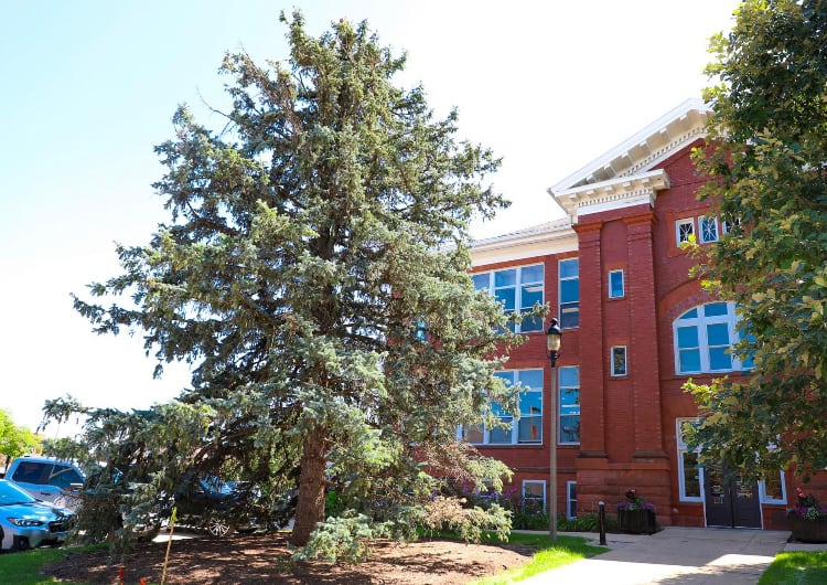 A blue spruce tree that lives in front of Woodstock City Hall will be getting cut down Aug. 18, 2024.