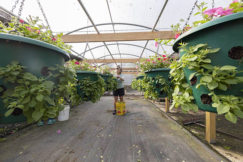 Debbie Nagy works on a plant Friday, May 10, 2024 at Nichols’ Greenhouse in Dixon. Pinching the plant will help grow a more fuller flower.