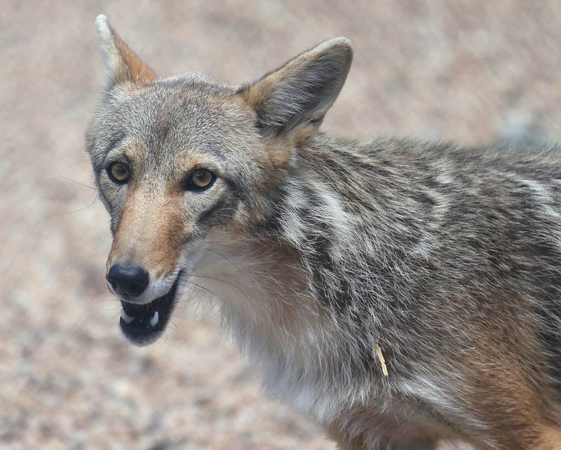 A coyote patrols its enclosure Tuesday, June 18, 2024, at Oaken Acres Wildlife Center in Sycamore. Oaken Acres is celebrating its 40th anniversary this year.