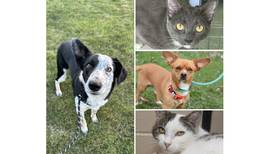 Will County Pets of the Week: Sept. 9, 2024