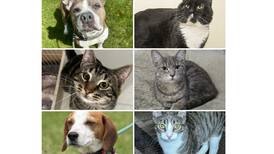 Pets of the Week: June 24, 2024