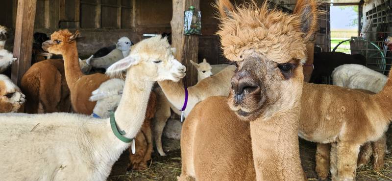 The Prairie Center Alpaca Farm is one of the stops available on a self-guided June 29, 2024, tour of agricultural sites in the Illinois and Michigan Canal National Heritage Area. Tickets are $20 for adults (free for youths 17 and under) and include exclusive access to nine locations open throughout the day. Purchase advance tickets at iandmcanal.org/agtour.