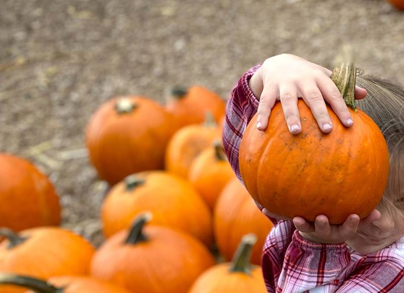 Pumpkin season is here.