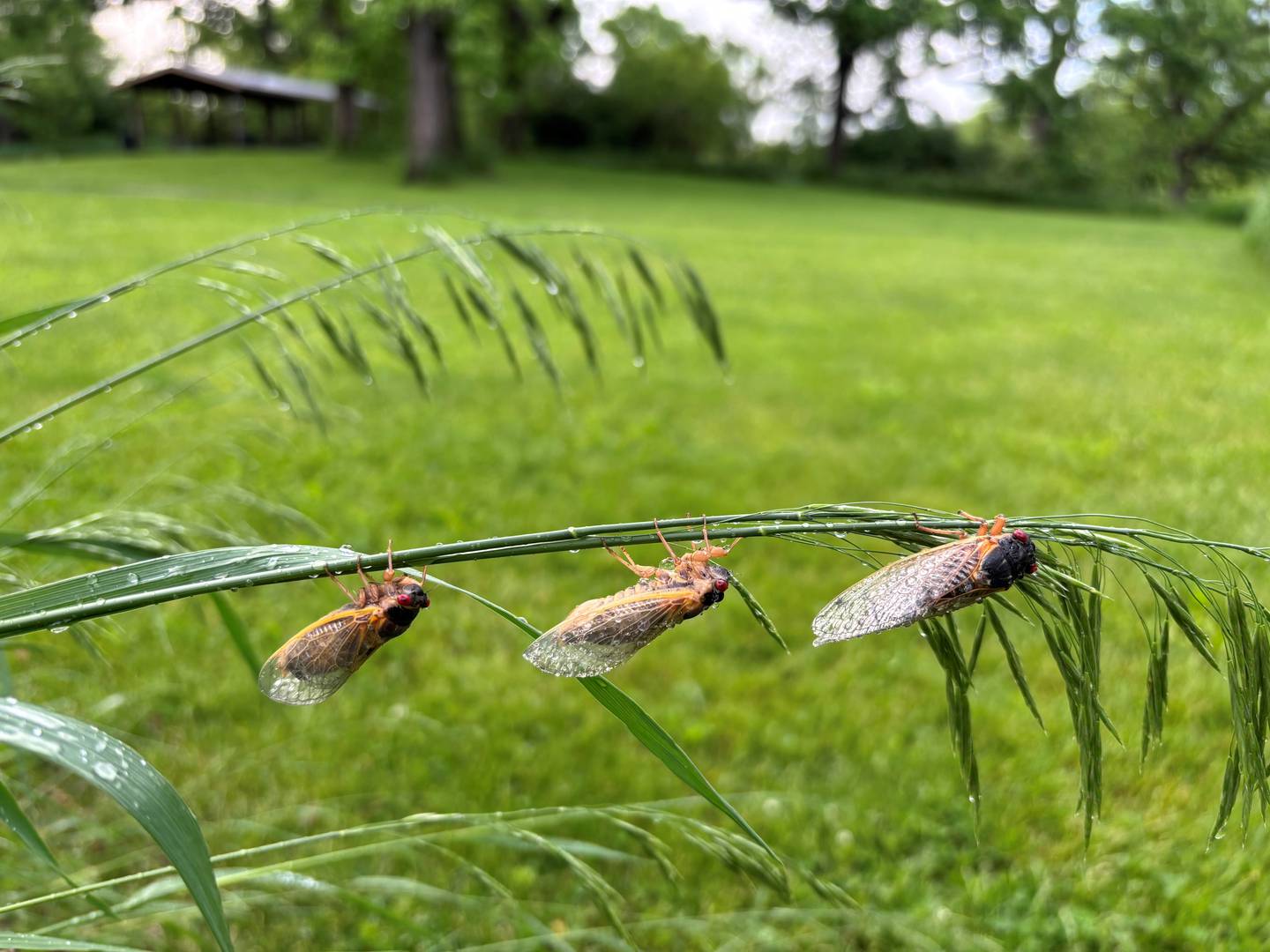 Cicadas emerge May 20, 2024 at Harrison Benwell Conservation Area in Wonder Lake.