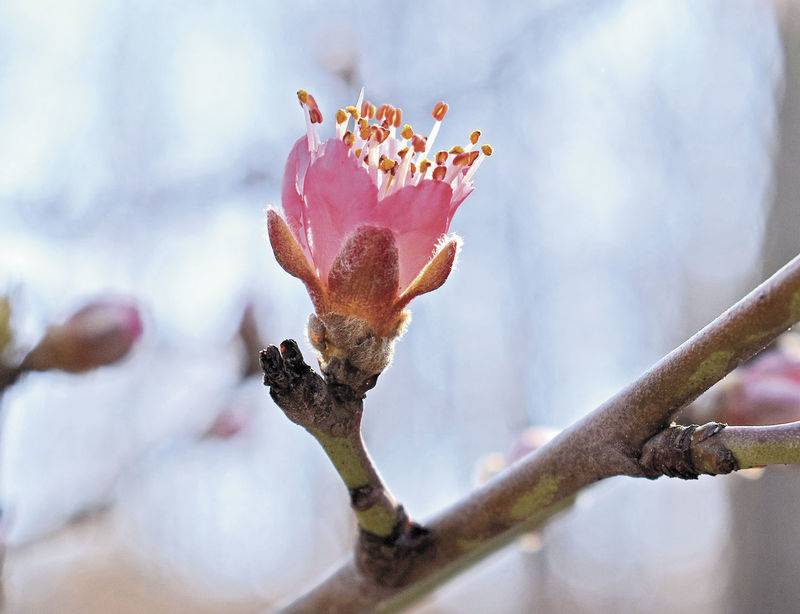 During the winter, fruit trees can withstand very cold temperatures. But as the trees develop in the spring and buds start to swell, they lose the ability to endure such a severe chill.