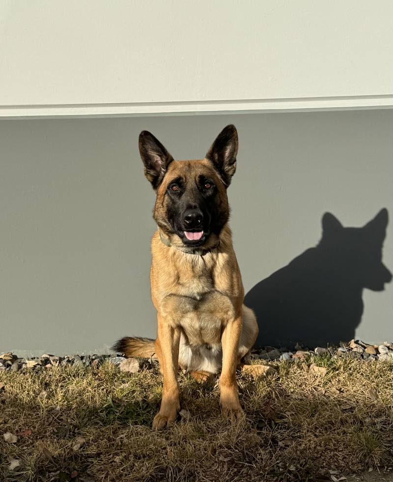 Lee County Sheriff’s Office K9 Henry will receive a bullet- and stab-protective vest.