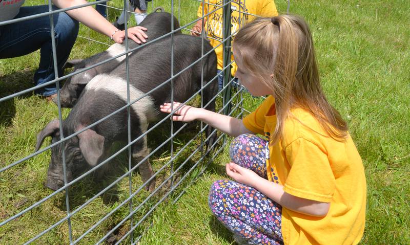 Centennial Grade School kindergartener Jemma Near pets one of the piglets at the Polo High School's FFA Petting Zoo on Friday, May 10, 2024. The piglets belonged to FFA member Ramsey Grenoble. Students brought animals and tractors to this year's event which was held next to the FFA's new greenhouse.