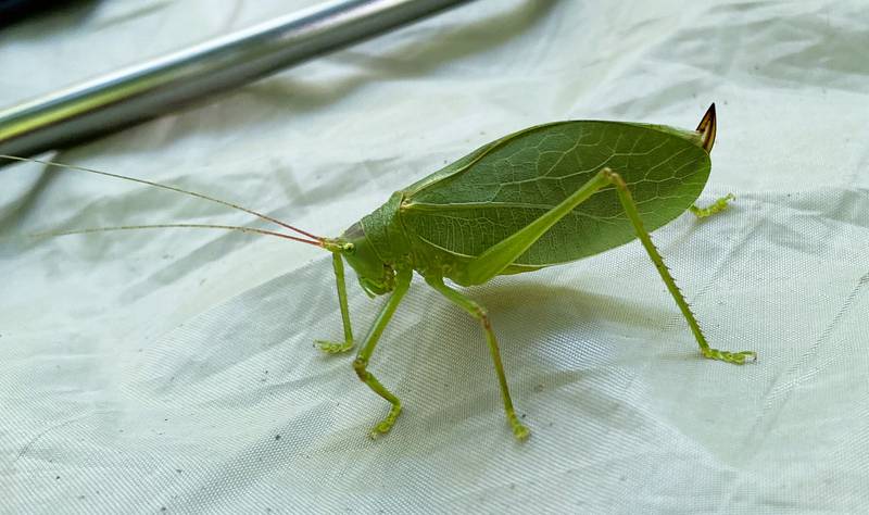 Female common true katydids, like the one pictured here, are all green with a curved ovipositor or egg-laying organ, at the hind end; males are mostly green, but have a brown patch known as the stridulatory field just behind the head.