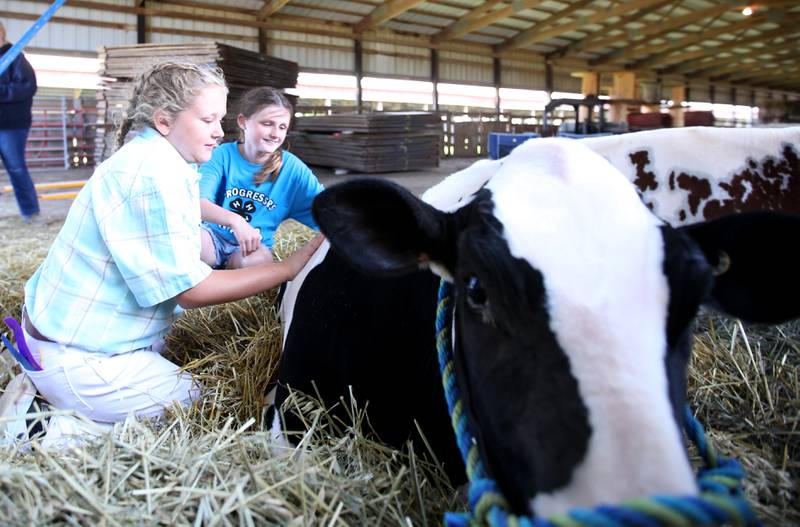 Eden Johnson of Hennepin, and Reese Lenkatis of Mark pet their cow before showing it at the Marshall-Putnam 4-H Fair on Wednesday, July 9, 2023 in Henry.