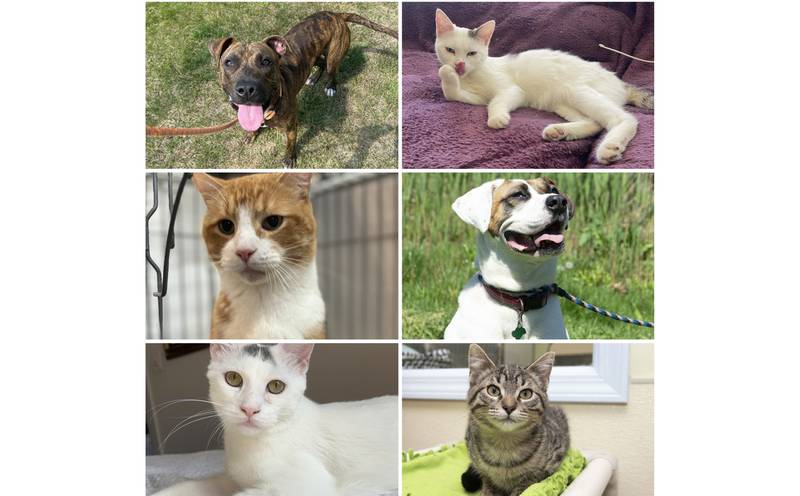 The Herald-News presents this week’s Pets of the Week. Read the description of each pet to find out about it, including where it can be adopted in Will County.