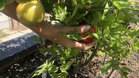 Community garden returns to La Salle thanks to a local volunteer