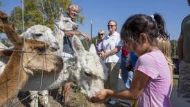 5 Things to Do: Huntley Fall Fest and Algonquin Kite Fest 