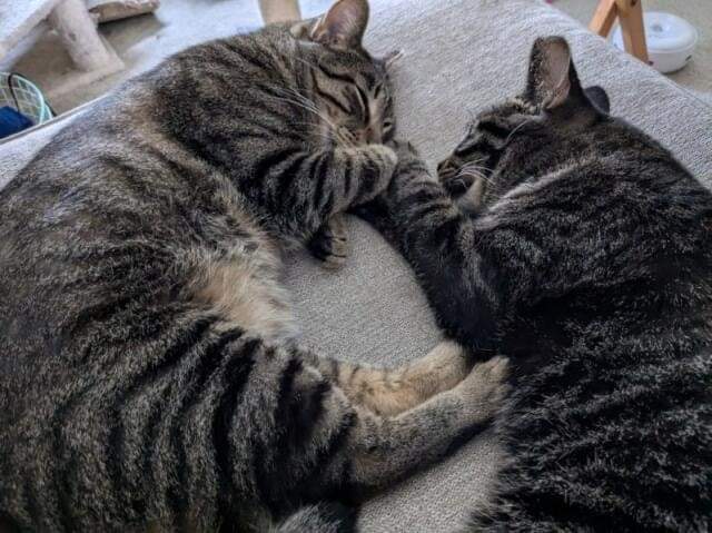 Meet Stripes and Junior are bonded brothers who have transitioned from street life to the comfort of foster care. While they’re friendly and love to roll around at people’s feet, they can be a bit shy at first. Stripes and Junior adore big windows and thrive on pets and attention. They are overwhelmed by sudden movements or loud noises, so a home with older kids would be best. They need a home without other cats. They are learning to trust dogs. To meet Stripes and Junior visit ForgetMeNotRescue.com/adoptables.