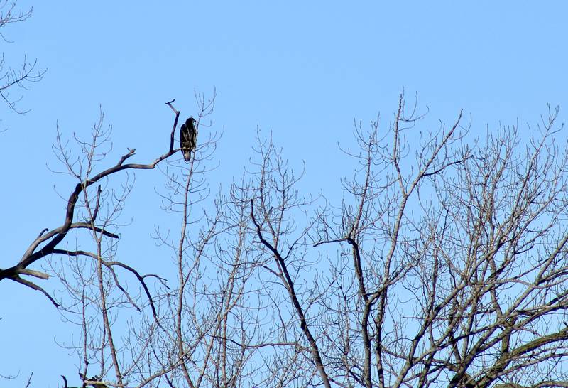 About 50 people were gathered on the shoreline of the Rock River looking at the bird perched in the trees near the point of the Lawrence Park island in the center of the stream. The event was the eagle-watching Flock to the Rock on Saturday, Feb. 11, 2023.