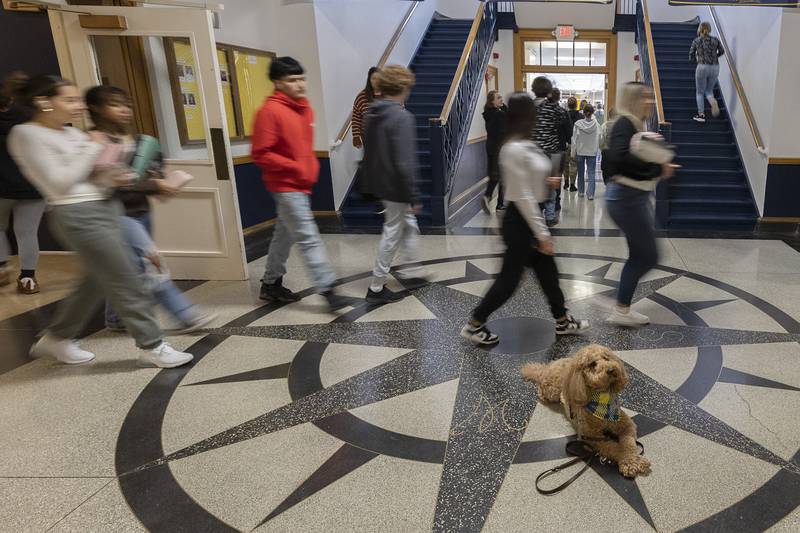 Therapy dog Scone takes it easy between passing periods Tuesday, Jan. 30, 2024, at Sterling High School. The standard poodle, handled by counselor Cami Hartman, is one of six therapy dogs in the district.